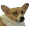 Perros & Gatos memes 23