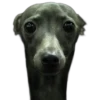 Perros & Gatos memes 24