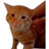 Vários adesivos 25