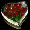 Rosas bellas 14