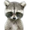 Mapache 21