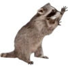 Mapache 23
