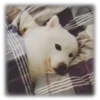 Perros & Gatos memes 27