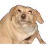 Perros & Gatos memes 29