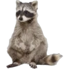 Mapache 24