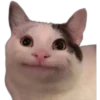 Perros & Gatos memes 30