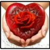 Rosas bellas 20