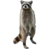 Mapache 26