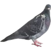Dove with hands 2