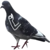 Dove with hands 5