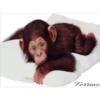 my monkey 11