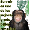 my monkey 13