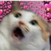 Cats with hearts 8
