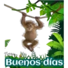 my monkey 16