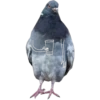 Dove with hands 11