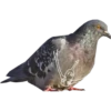 Dove with hands 12