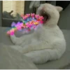 Cats with hearts 13