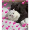 Cats with hearts 15
