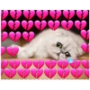 Cats with hearts 17