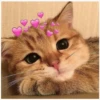 Cats with hearts 18