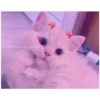 Cats with hearts 19