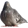 Dove with hands 13