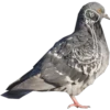 Dove with hands 15