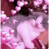 Cats with hearts 21