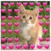 Cats with hearts 22