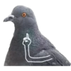 Dove with hands 16
