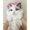 Cats with hearts 24