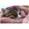 Cats with hearts 25