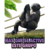 my monkey 24