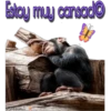 my monkey 25