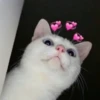 Cats with hearts 28