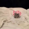 Cats with hearts 30