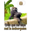 my monkey 30