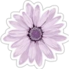 FLOWERS 6