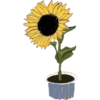 FLOWERS 12