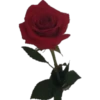 FLOWERS 21
