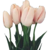 FLOWERS 24