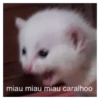 miau miau miau caralhoo