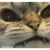 Sticker.ly