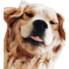 Dogos y Michis 2 ️ 6