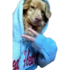 Dogos y Michis 2 ️ 7
