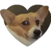 Dogos y Michis 2 ️ 8