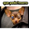 que pedo?morro