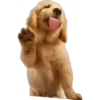 Dogos y Michis 2 ️ 9