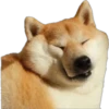 Dogos y Michis 2 ️ 10