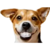 perritos haciendo caras 14
